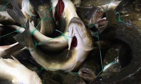 Screengrab from Essere Animali video on Italian fisheries