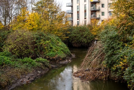 A grey heron, on right of picture, on the Roding in Ilford.