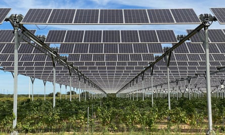 Solar panels above a vineyard in Tresserre, France.