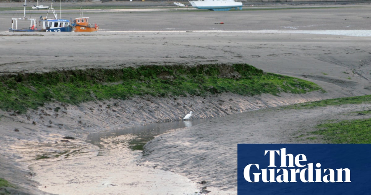 A solitary little egret is an elegant sentinel on the muddy creek