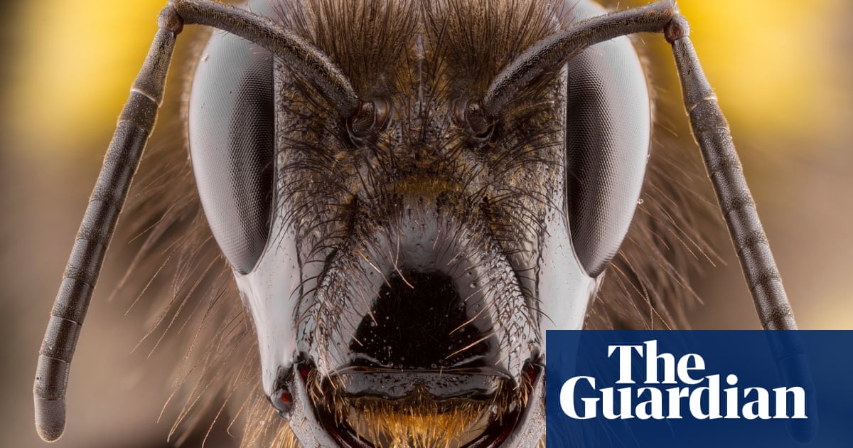 10 years of the British Wildlife Photography awards – in pictures