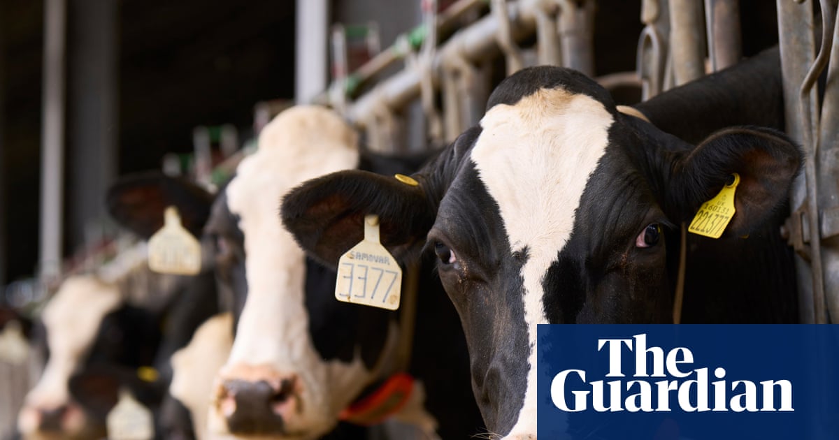 ‘It’s very challenging’: how the Duke of Westminster’s farm is taking on the climate crisis