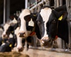 ‘It’s very challenging’: how the Duke of Westminster’s farm is taking on the climate crisis