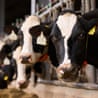 CHESTER, 29 June 2026 - Mark Roach, managing director of Grosvenor Farms near Chester which uses regenerative agriculture practices and produces 32 million litres of milk a year for Tesco and Muller. Christopher Thomond for The Guardian.
