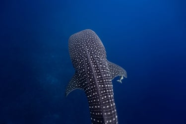 A whale shark swims in the Galápagos
