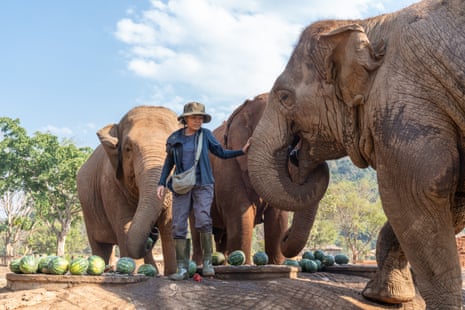 A middle-aged woman stands among three elephants and a pile of watermelons