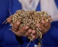Closeup of two hands holding mound of seeds