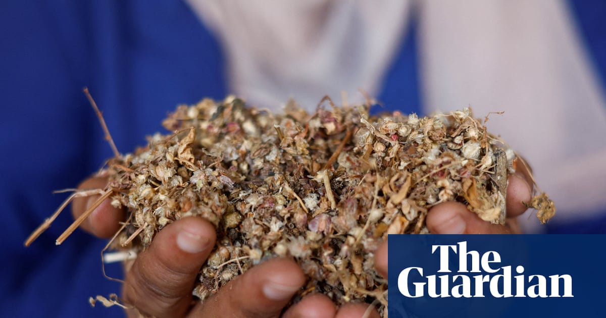 Seeds of hope: how a local farming project is offering a lifeline to Gaza