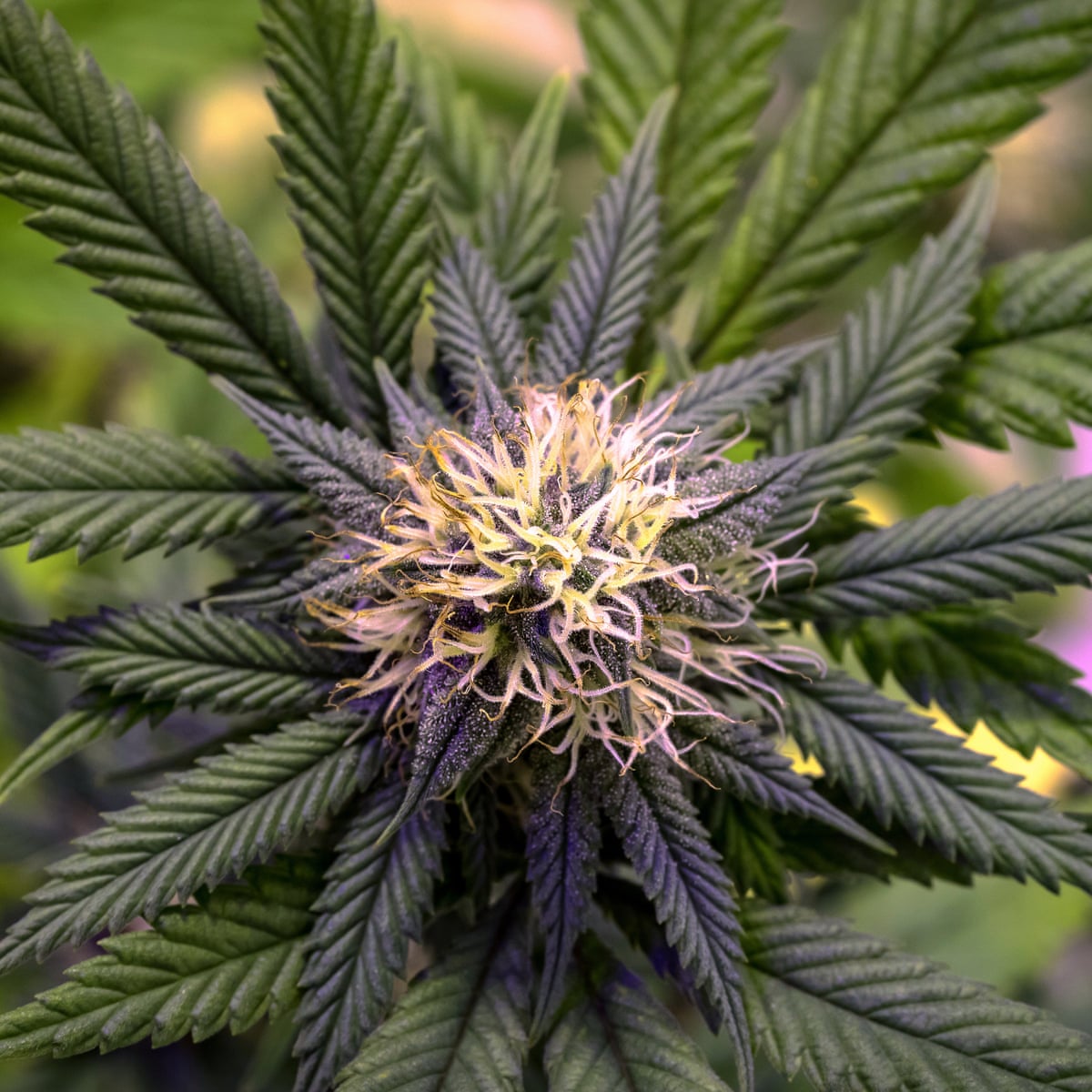 Medicinal Cannabis The Hype Is Strong But The Evidence Is Weak Cannabis The Guardian Medicinal Cannabis The Hype Is Strong But The Evidence Is Weak Cannabis The Guardian