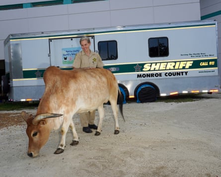 Jeanne Selander, the supervisor of the prison zoo, standing behind Thunder the Zebu.
