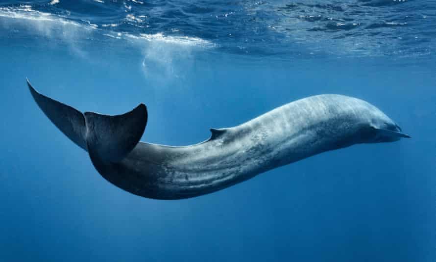 Whales, as well as dolphins and turtles, are especially at risk from eating plastic bags and flexible packaging.