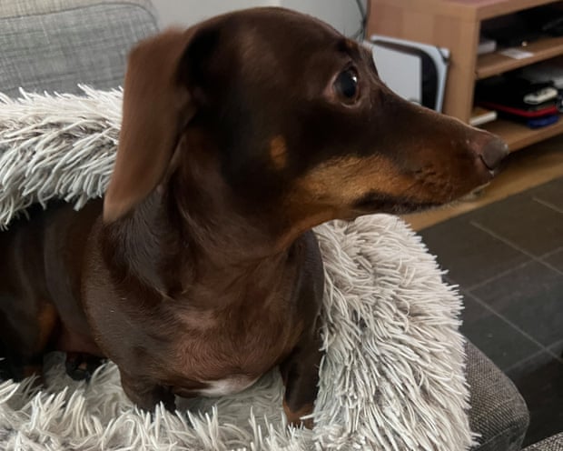 Willow, the official dog of the Guardian Thursday quiz