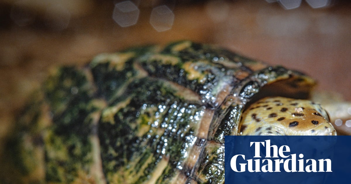 Shell-shocked: California man arrested for attempting to traffic wild turtles Shell-shocked: California man arrested for attempting to traffic wild turtles
