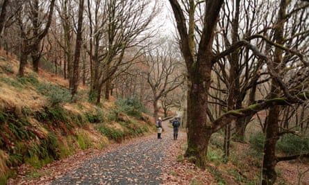 Walkers under the bare trees heading down to the bridge over the Buchan Burn near Bruces Stone, Galloway
