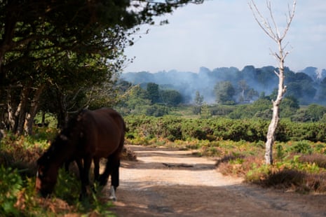 A horse grazes alongside a dirt track while smoke rises from trees in the distance.