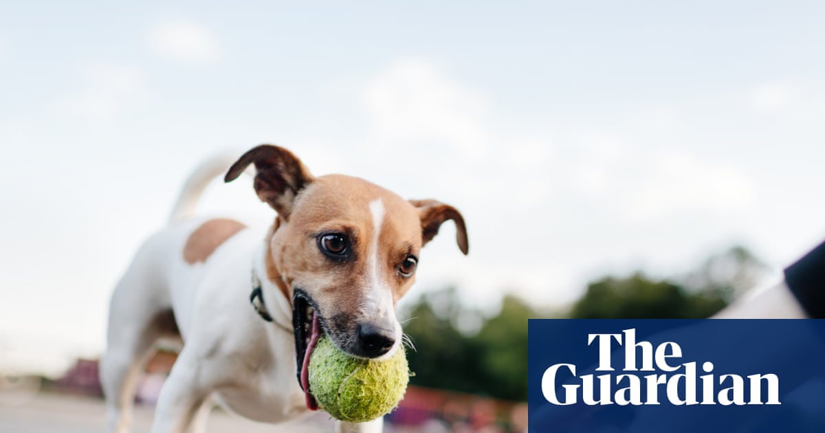 Ball junkie': some dogs show signs of addiction, study finds