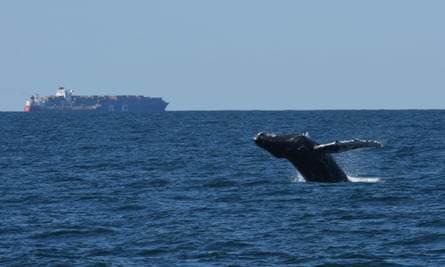 A humpback whale breaches in New York Bight, one of the busiest waterways in the world.