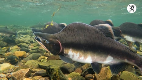 Underwater footage of pink, or humpback, Pacific salmon in Skallelv, Norway – video