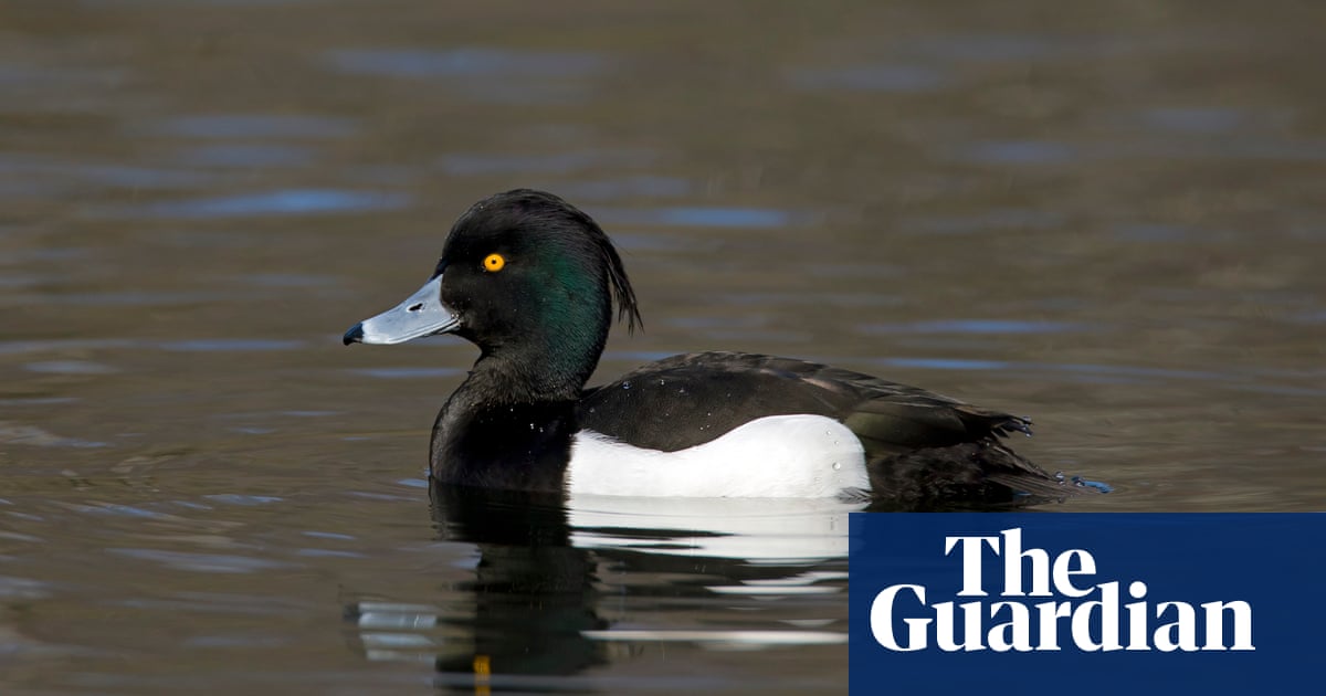 Certain Diving Duck Crossword Memugaa