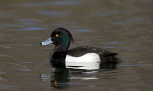 tufted duck