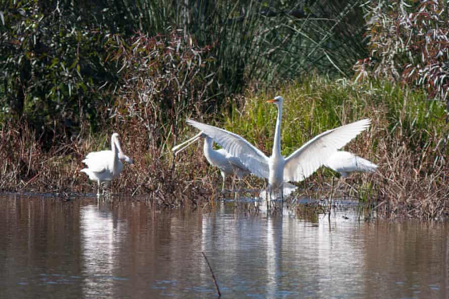 An eastern grey egret and yellow-billed spoonbills in Yambuna lagoon