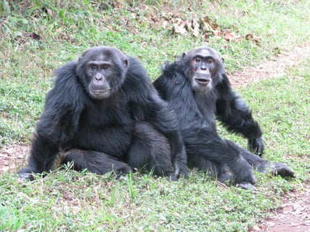 Two male chimpanzees sit together on the grass.