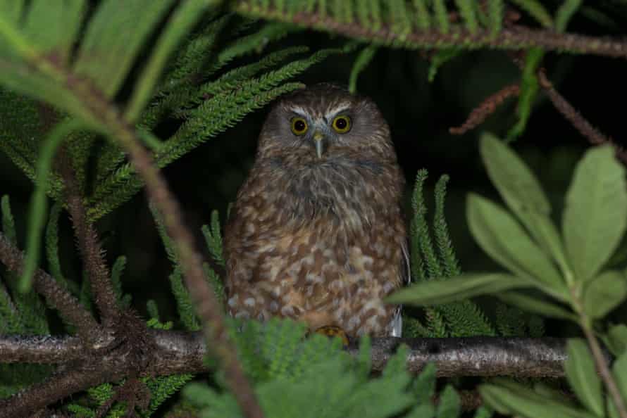 TravelGuides - Six Australian birds you may never have heard of … and may not be heard from again | Sean Dooley 3 It is feared that most remaining Norfolk Island moreporks are too old to breed.