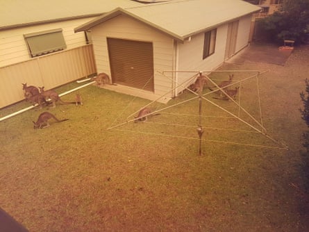 Kangaroos gather on a home’s lawn in Berrara Beach, NSW