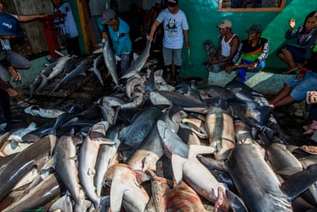 Shark fishermen in Indonesia