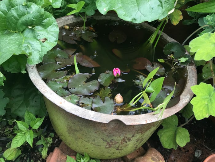 How To Create A Container Water Garden, Patio Water Garden Containers