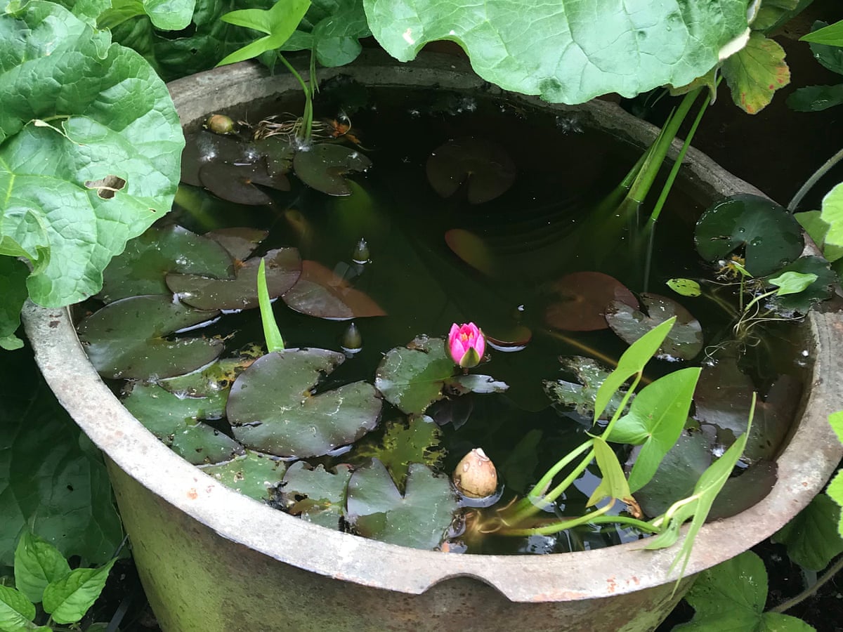 How To Create A Container Water Garden Gardening Advice The Guardian How To Create A Container Water Garden, Japanese Style Garden Pots Uk