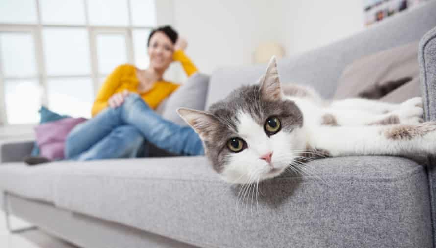 A woman with a cat on a sofa