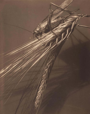 Grasshopper and Wheat Stalk, Voulangis, France, circa 1920. (Part of Forms of Life show)Edward Steichen’s Nature reflects his deep fascination with nature, revealed through rarely exhibited works from Luxembourg-based collections and remarkable loans from the Estate of Edward Steichen.