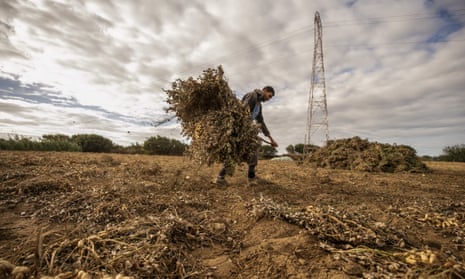Farmers harvest peanut at Bani Hara agricultural field in district of El-Haouaria in Tunisia.