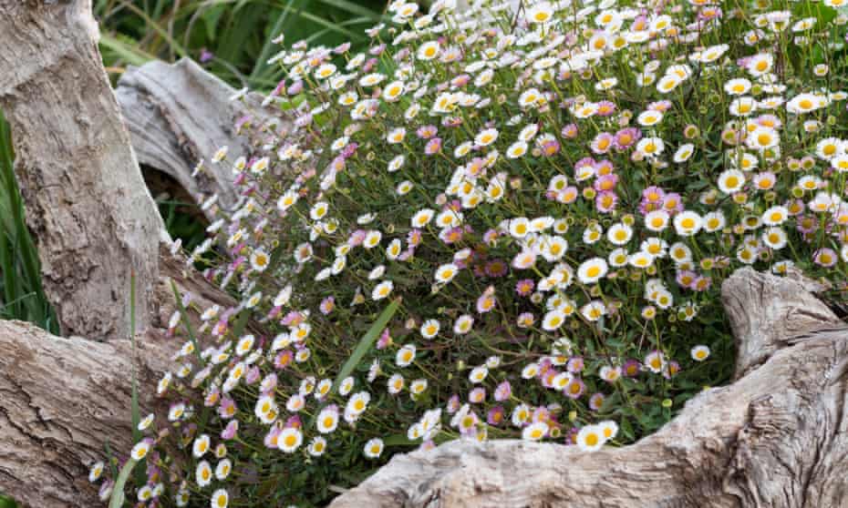 Erigeron karvinskianus, allium ‘Globe Master’, ferns and bracken.