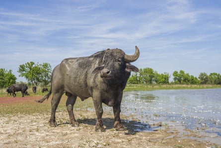 A water buffalo released on Ermakov Island by Rewilding Ukraine.