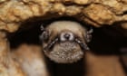 How disinfecting an old mineshaft saved a colony of little brown bats