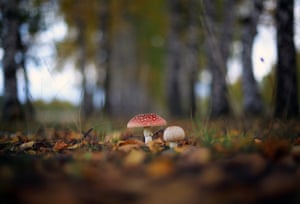 Amanitas in a forest in the village of Blagoveshchenye, Ivanovo, Russia