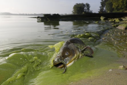 A catfish appears on the shoreline in the algae-filled waters of Lake Erie in Toledo, Ohio.
