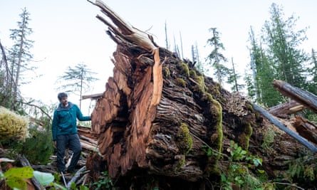 Shocking photos and drone footage reveal the destruction of rare, big-tree old-growth forests on northern Vancouver Island in Quatsino Sound