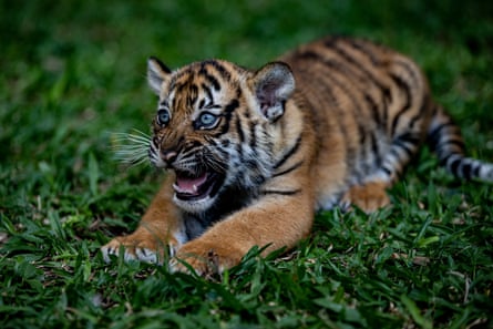A two-month old Sumatran tiger (Panthera Tigris Sumatrae) at a safari park in Java.