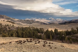 Yellowstone National Park Bison Herd grazing as a storm rolls in