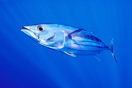 A Skip Jack tuna in the waters of Hawaii.