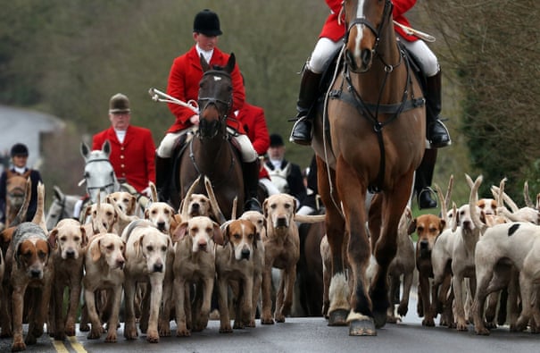 POLL: Should fox hunting legislation be repealed in the UK? POLL: Should fox hunting legislation be repealed in the UK?