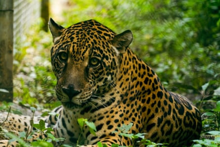 Kusiy, a jaguar rescued from a private home by CIWY.