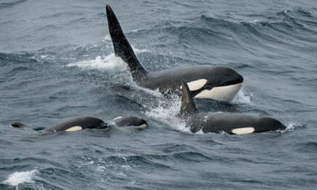 Orca family in sea