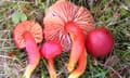 The splendid waxcap, a fungi species which has suffered due to intensive agriculture.