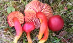 The splendid waxcap, a fungi species which has suffered due to intensive agriculture.