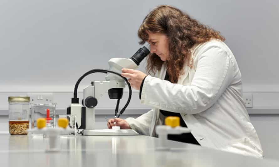 Amoret Whitaker, forensic entomologist, looking into a microscope