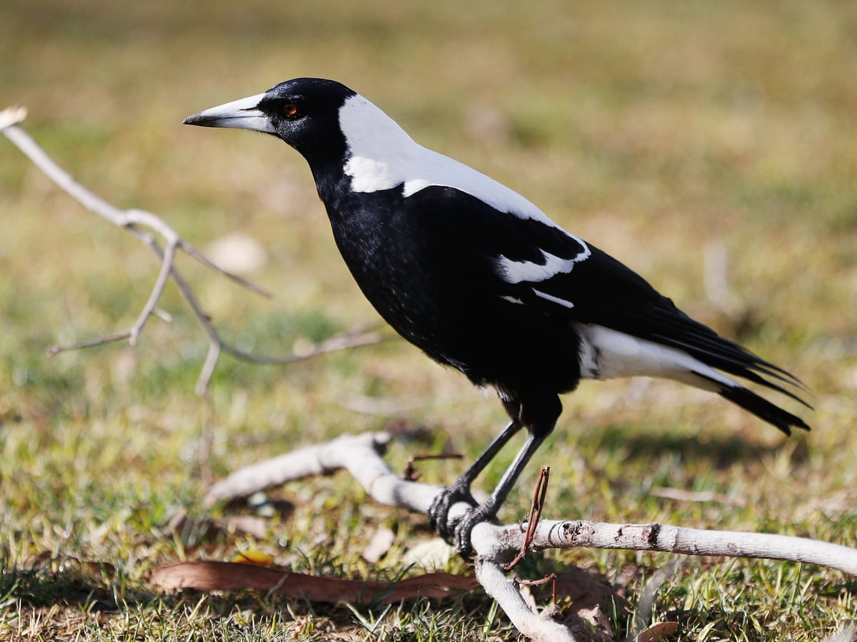 It S Beloved But Australia S Magpie Is An International Bird Of Mystery Leo Joseph Environment The Guardian
